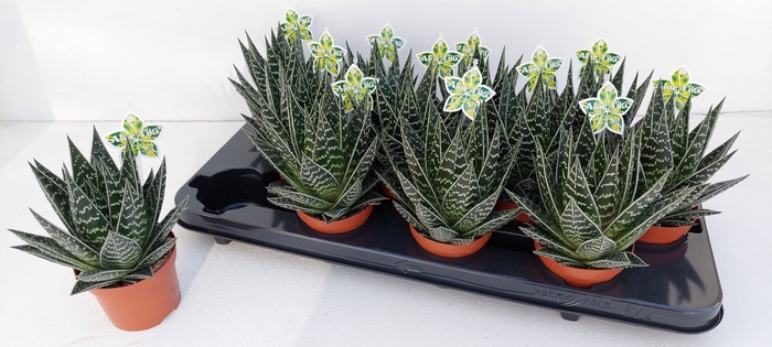 <h4>ALOE TIKI TAHI</h4>