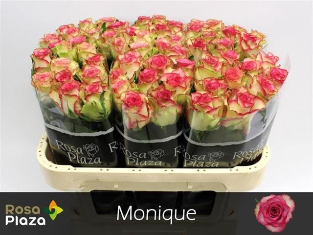 <h4>R GR MONIQUE</h4>