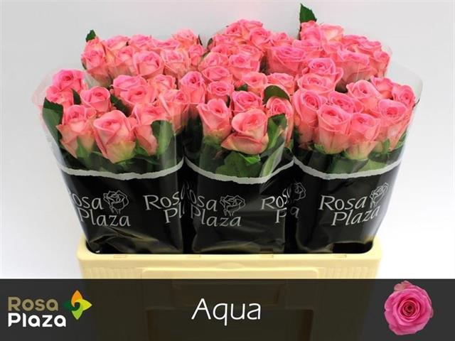<h4>R GR AQUA!</h4>