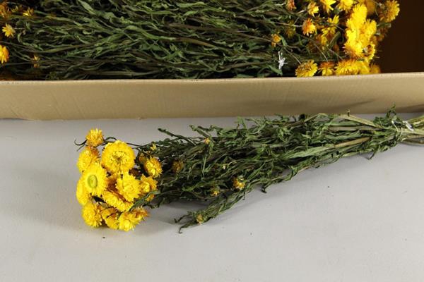 <h4>Df Helichrysum Yellow Bs</h4>