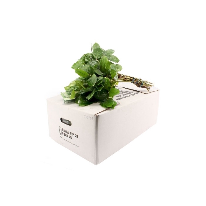 <h4>SALAL TIPS  WHITE BOX</h4>