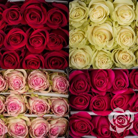 <h4>> Rosa Gr Special Mix * Fdm *</h4>