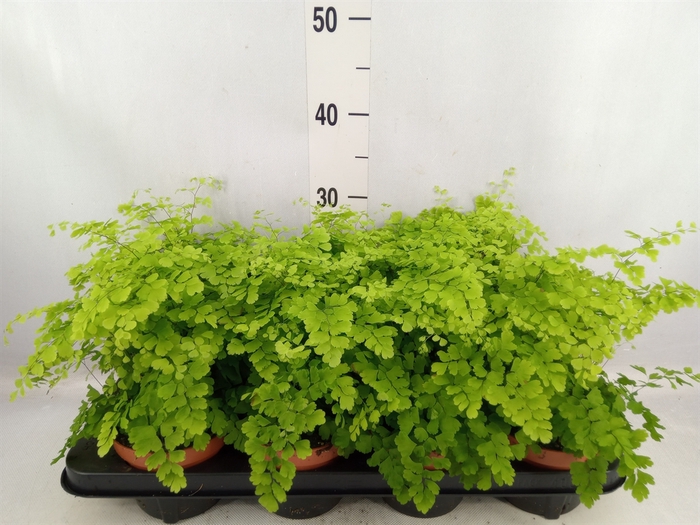 <h4>Adiantum raddi. 'Fragrans'</h4>