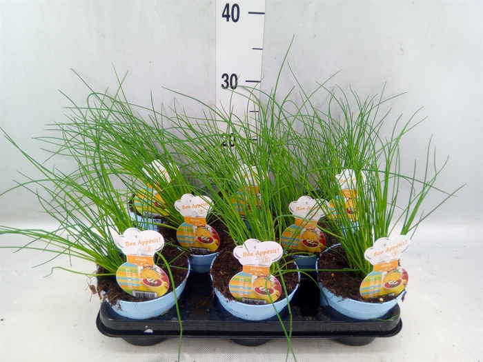 <h4>Allium schoenoprasum</h4>