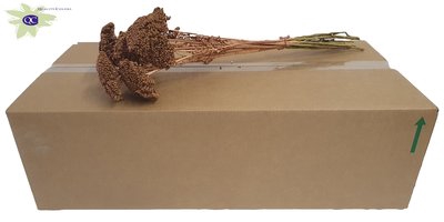 <h4>Achillea per stem copper</h4>