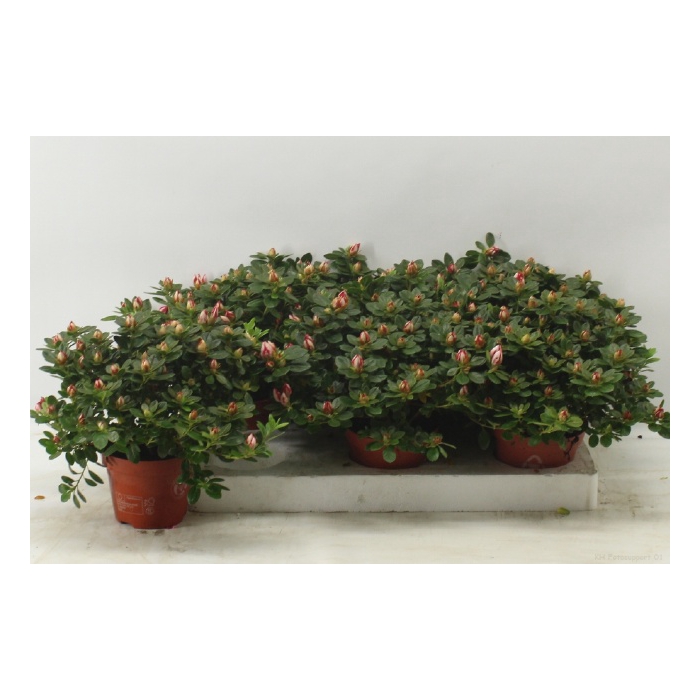 <h4>Rhododendron simsii Sachenstern 13Ø 32cm 32Ø</h4>