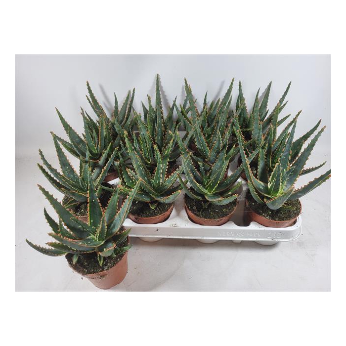 <h4>Aloe Spectabilis (Cites) 8,5Ø 12cm</h4>