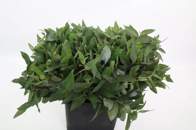 <h4>Leaf eucalyptus robusta per stem</h4>