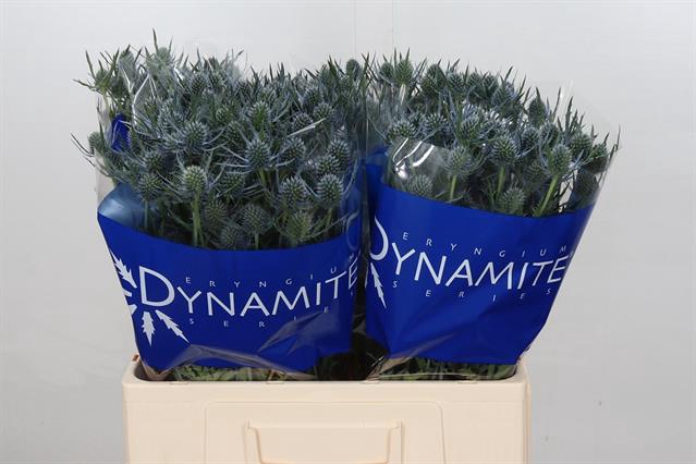 <h4>Eryngium blue dynamite</h4>