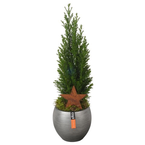 <h4>CC23243 Arrangementen kamerplanten</h4>