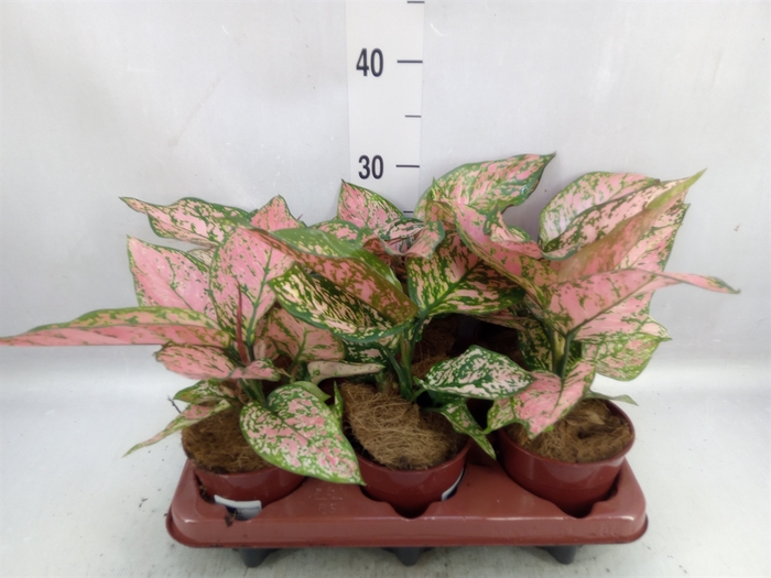 <h4>Aglaonema   ...</h4>