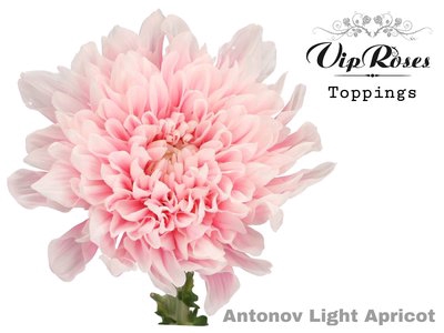 <h4>Chrys bl paint antonov light apricot</h4>