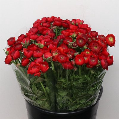 <h4>Ranunculus elegance red</h4>