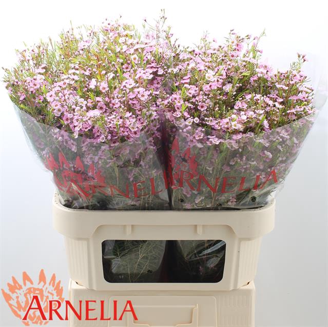 <h4>Chamelaucium kerryn</h4>