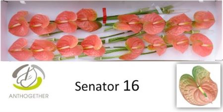 <h4>Anth A Senator 16</h4>