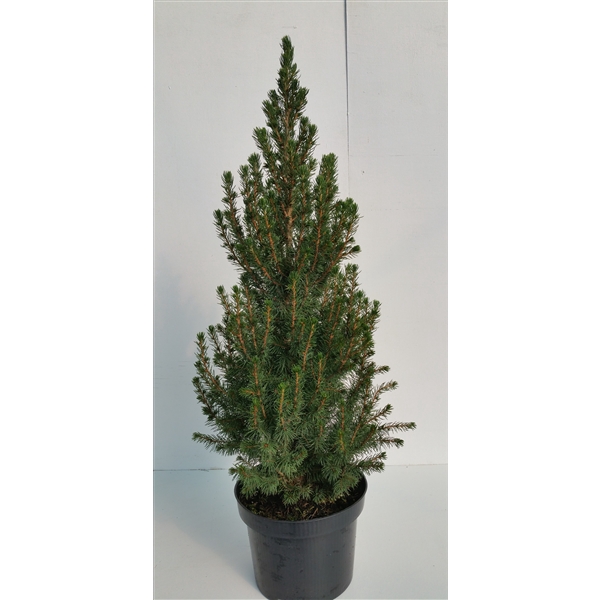 <h4>Picea Gl. Conica P19 70-80</h4>