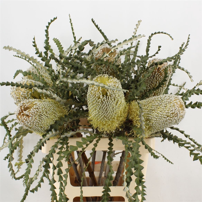 <h4>Banksia Speciosa</h4>