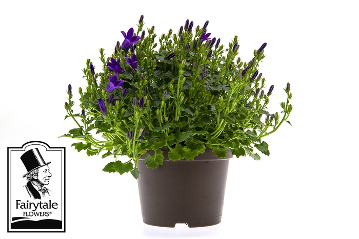 <h4>CAMPANU. PORTENSCHLAGIANA BLUE GET MEE P10.5</h4>