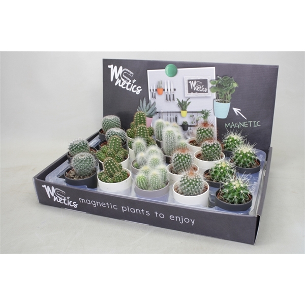 <h4>Cactus mix 5,5 cm. in mc netics zwart/wit/grijs potjes</h4>