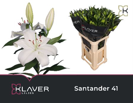 <h4>LI OR SANTANDER 2E</h4>