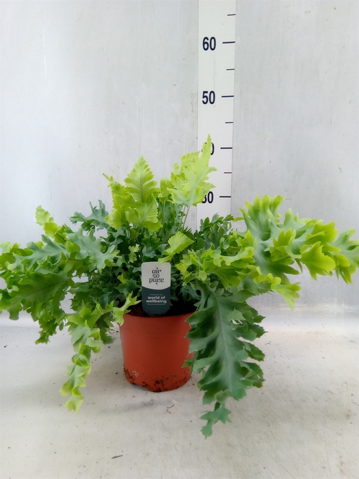 <h4>Phlebodium Aureum 'davana'</h4>