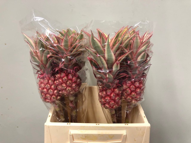 <h4>ANANAS OV</h4>