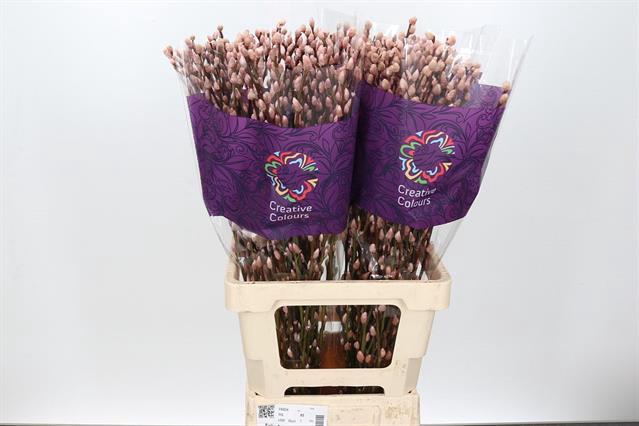 <h4>Salix paint pussy willow pink</h4>