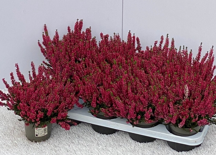 <h4>Calluna vulg. Beauty Ladies Salena</h4>
