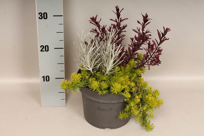 <h4>vaste planten 19 cm  Sedum, Hebe, Helichrysum</h4>
