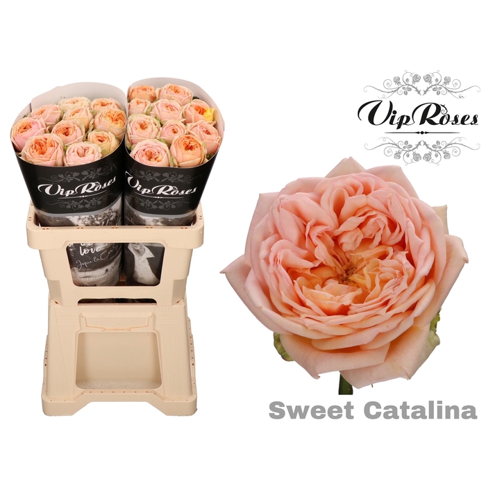 Vip Roses Webshop 3449