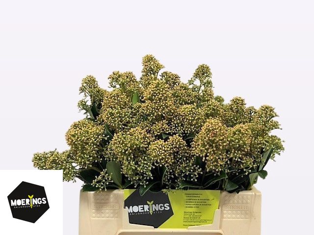 <h4>Skimmia naturel champagne</h4>