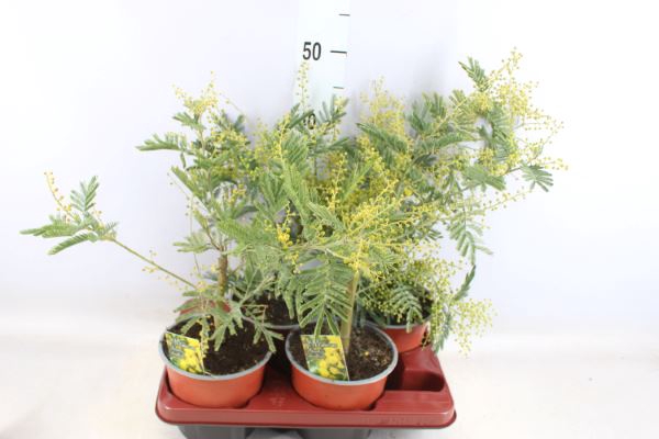 <h4>Mimosa Pudica</h4>