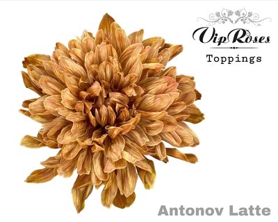 <h4>Chrys bl paint antonov latte</h4>