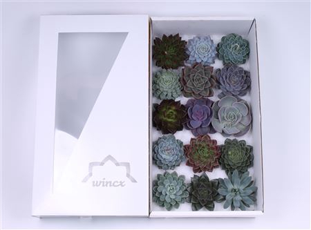 <h4>Echeveria mix wincx cutfl 15spc</h4>