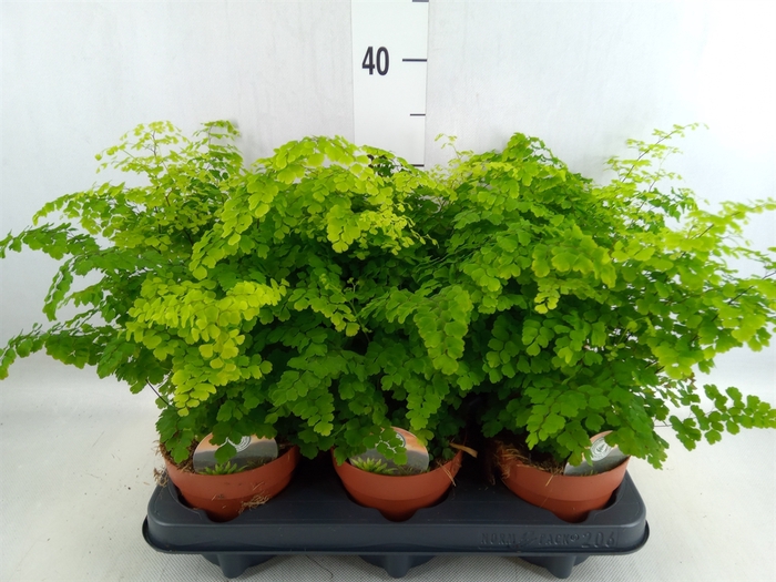 <h4>Adiantum raddi. 'Fritz-Luthi'</h4>
