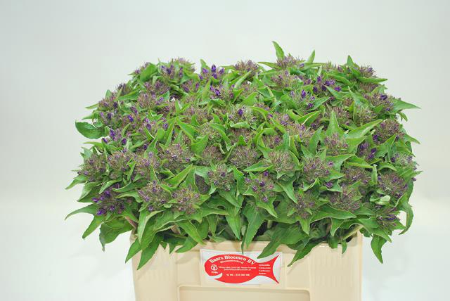 <h4>Campanula glom superba</h4>