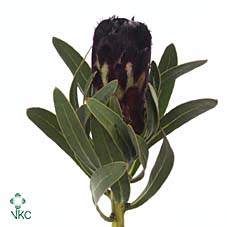 <h4>Protea black lepido</h4>