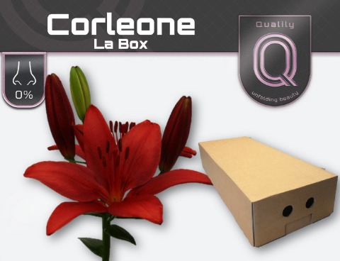 <h4>LI LA CORLEONE LA BOX 4+</h4>