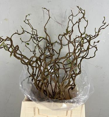 <h4>Corylus (1-jarig)</h4>