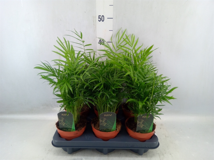 <h4>Chamaedorea Elegans</h4>