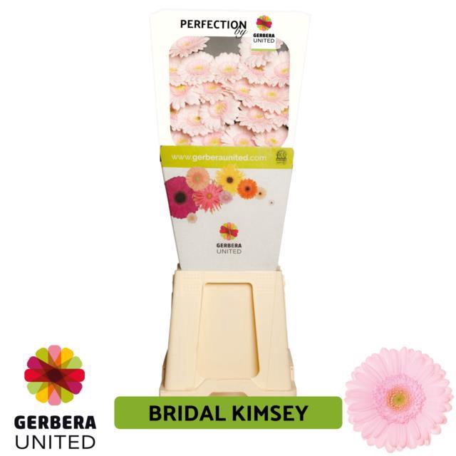 <h4>Germini diamond bridal kimsey</h4>