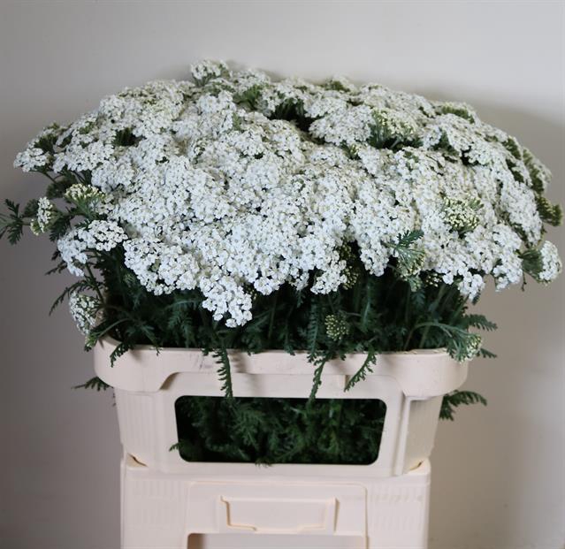 <h4>Achillea white beauty</h4>