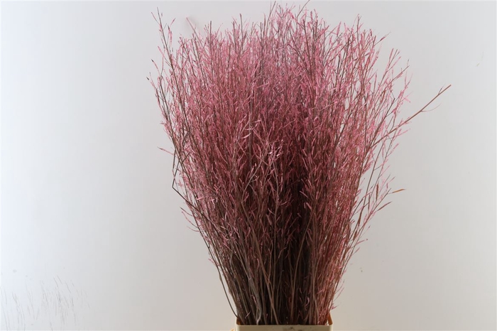 <h4>Dried Lunaria Mini Roze P Bos</h4>