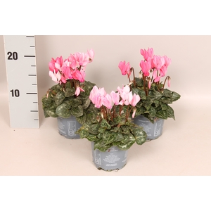 Cyclamen Super Serie Crayon Wine Red
