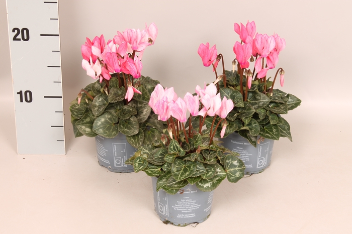 Cyclamen Super Serie Crayon Wine Red