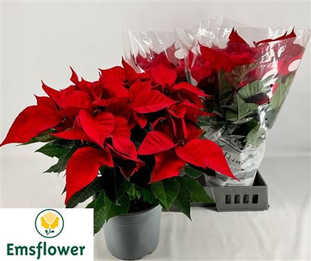 <h4>Euphor P Chr F Red 8-10</h4>