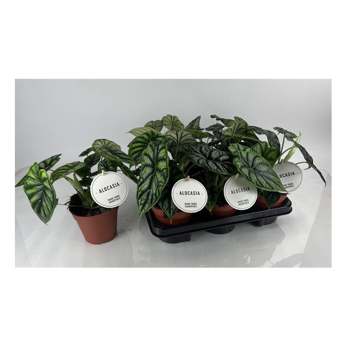 <h4>Alocasia Dragon Scale 12Ø 25cm 1pp</h4>