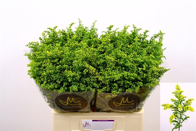 <h4>Solidago carzan glory</h4>