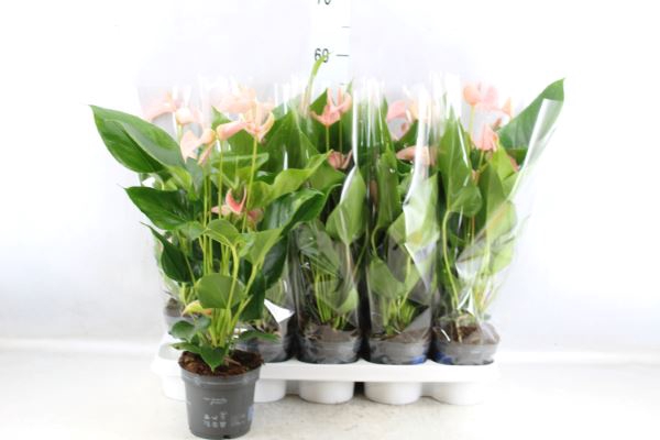 <h4>Anthurium andr. 'Joli Peach'</h4>