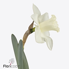 <h4>Narcissus si snow heaven</h4>